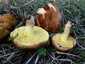 Rózsástövű fenyőtinóru (Suillus collinitus), Szigetmonostor